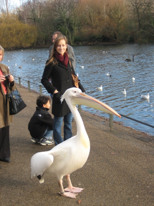 The very friendly and very popular residents of St. James's Park
